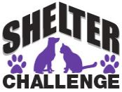 Shelter Challenge