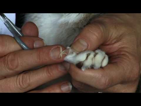 August Cat Claw Clipping Clinics