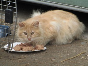 Outdoor Cat At Abandoned Foreclosed Property Gets Meal From Feline Rescue