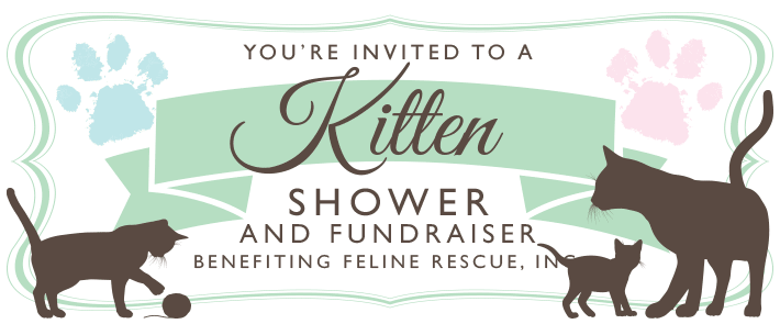 Kitten Shower 2015
