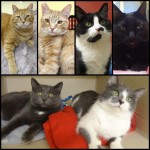 2015 Adoptions