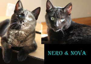 Nero and Nova Adopted