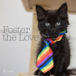 Foster the Love