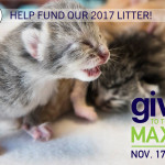 Purr It Forward Give to the Max Day