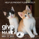 gtmd2016_preventfleas2