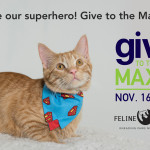 Give to the Max and Give to the Cats