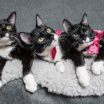 3 tuxedo kittens posing on a grey cat bed