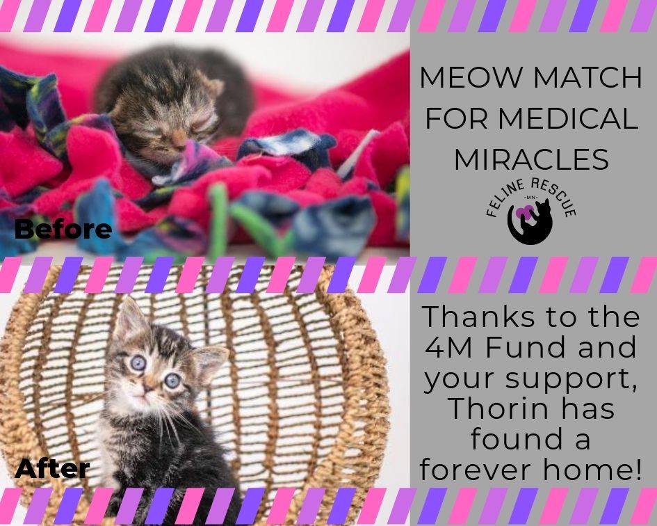Meow Match for Medical Miracles:Z Thanks to the 4M fund and your support, Thorin has found a forever home!
