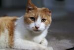 Beans.FeLV.2017