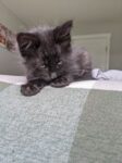 Herschel2Kitten.2020