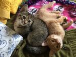 tortie kitten and ginger kitten cuddling on a bed