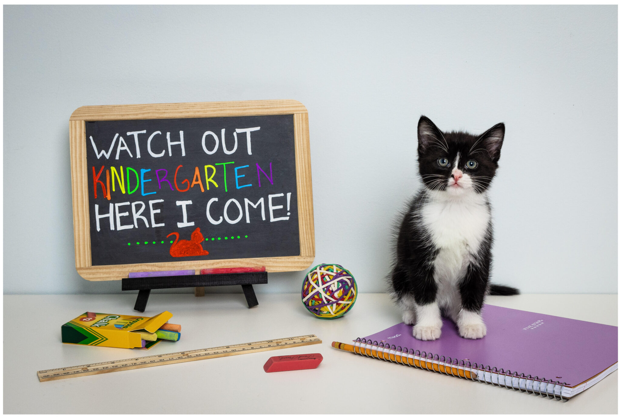 Kitten Kindergarten Class (in-person) – Feline Rescue, Inc.
